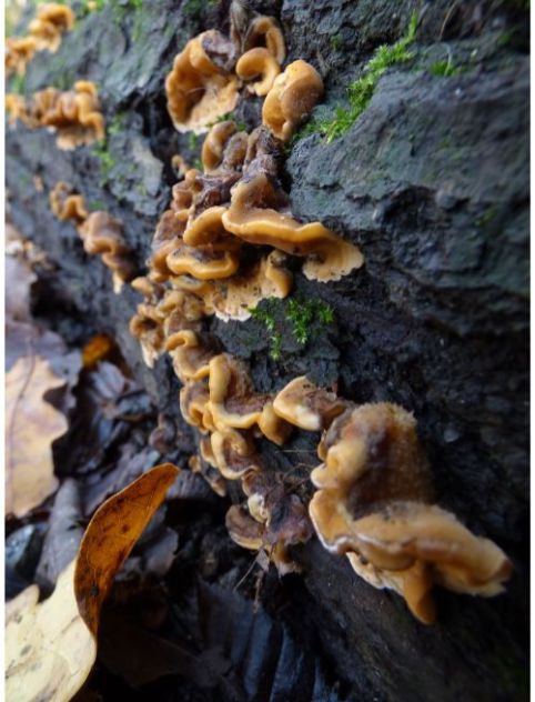 Fruit bodies on aspen in Brentwood, UK.